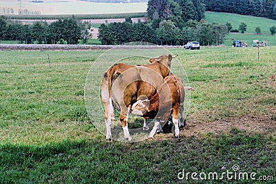 A cow with her little calf