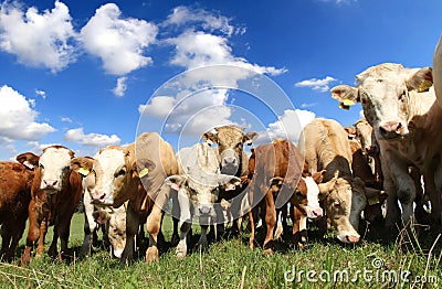 Cow herd