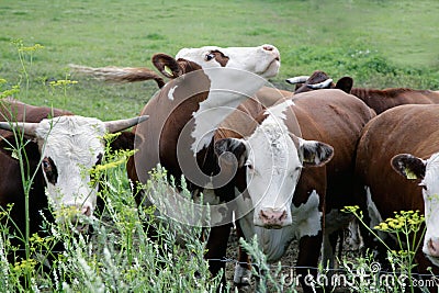 Cow herd
