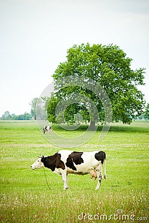 Cow herding on green natural grass field