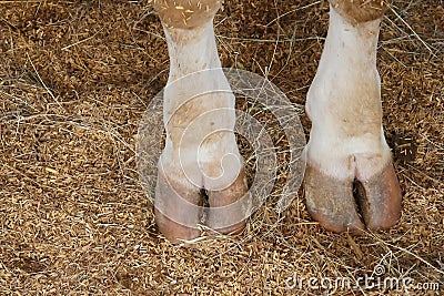 Cow hoof feet