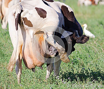 Cow with itchy udder