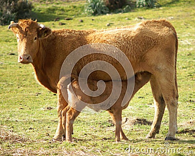 Cow and little calf