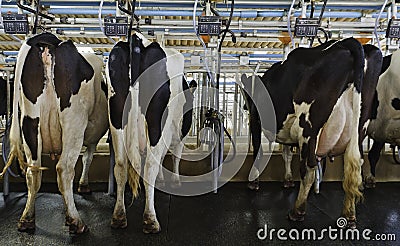 Cow milking