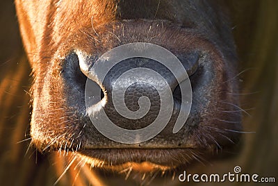 Cow nose