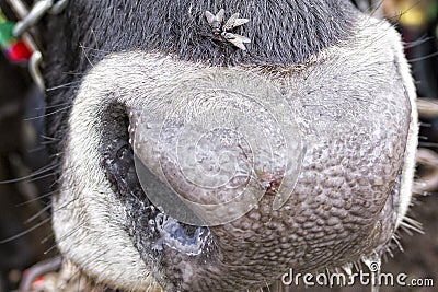 Cow nose detail