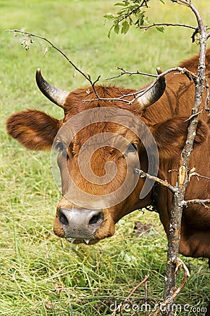 Cow over little tree