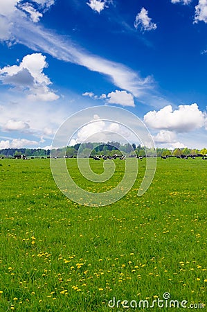 Cow in a pasture