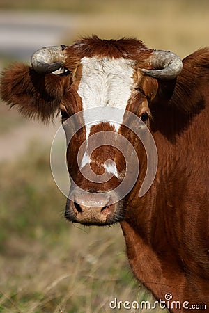 Cow portrait