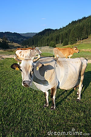 Cow Portrait