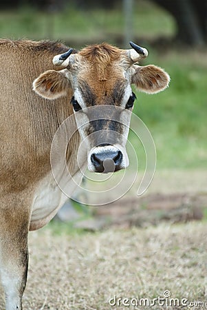 Cow portrait