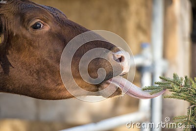 Cow portrait while licking