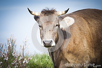 Cow portrait