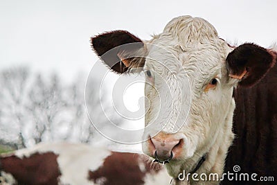 Cow with a ring in the nose