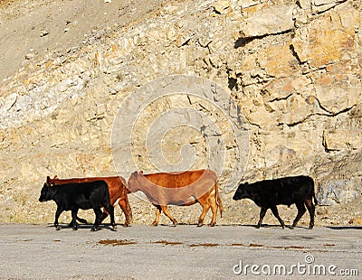 Cow on road