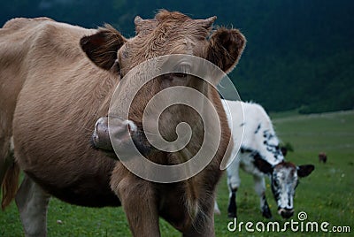 Cow s muzzle close up