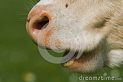 A cow s nose