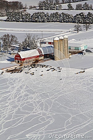 Cow scribbles Wisconsin winter farm aerial