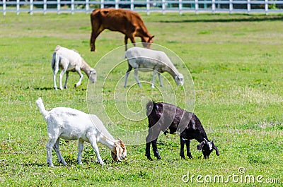 Cow Sheep and Goat in a Pasture