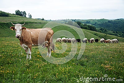 Cow, sheep and goats on pasture
