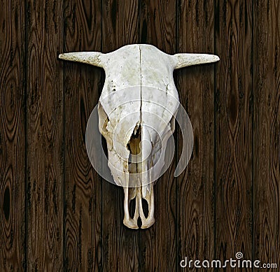 Cow Skull