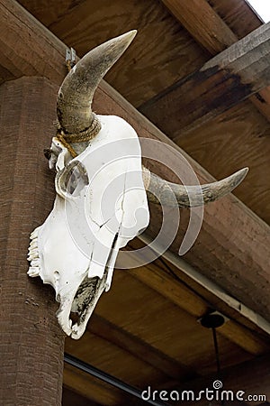 Cow Skull