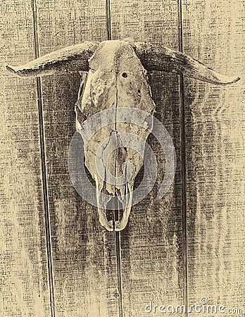 Cow Skull with Bullet Hole