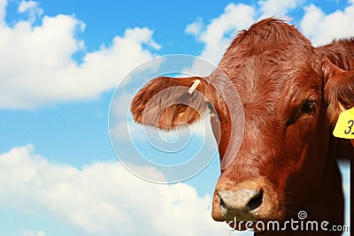 Cow with sky