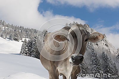 Cow in snow covered alps