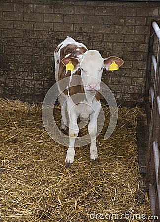 Cow in a stable on a farm