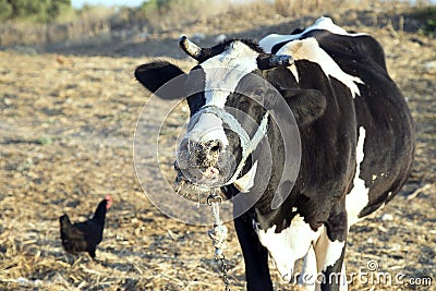 A cow stand alone with a chicken together on the farm