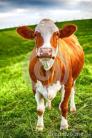 A cow is standing on a green meadow