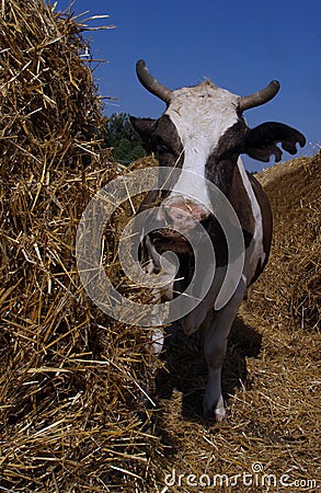 Cow standing in a stall