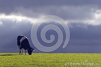 Cow and Stormy Sky