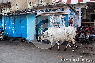 Cow on the street of Indian town