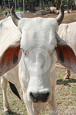 Cow ,Thailand