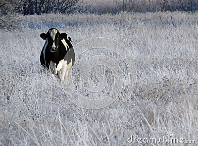 Cow in Winter Field