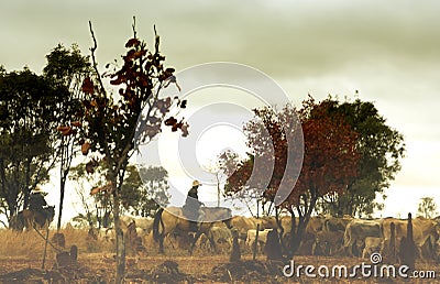 Cowboy in Australian outback