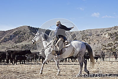 Cowboy and horse moving cows