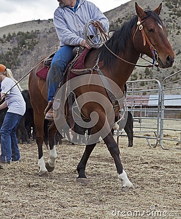 Cowboy on horse pulling rope