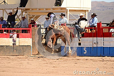 A Cowboy participates in bucking horse competition