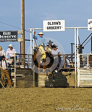 Cowboy rides a bucking horse at rodeo