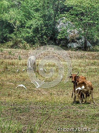 Cows and birds enjoyed the green field