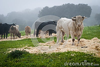 Cows and bulls