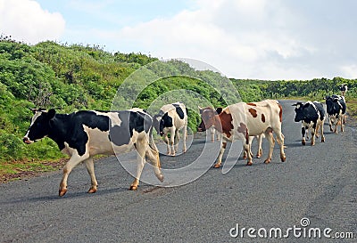 Cows Crossing The Road