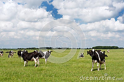 Cows in Dutch flat landscape