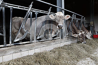 Cows farm