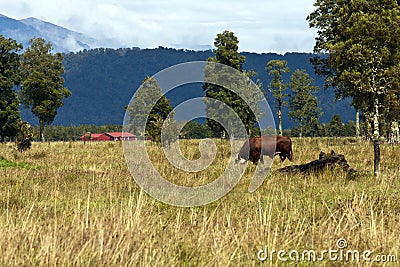 Cows and farm in rural New Zealand