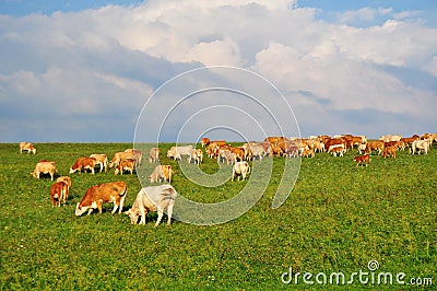 Cows farming agriculture