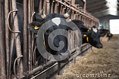 Cows feeding in large cowshed